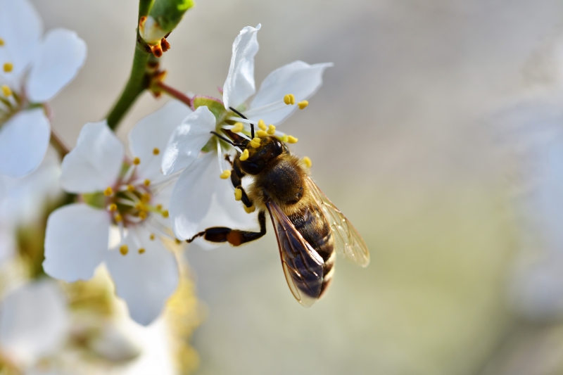 jardinerie-LE CANNET DES MAURES-min_bee-4092986